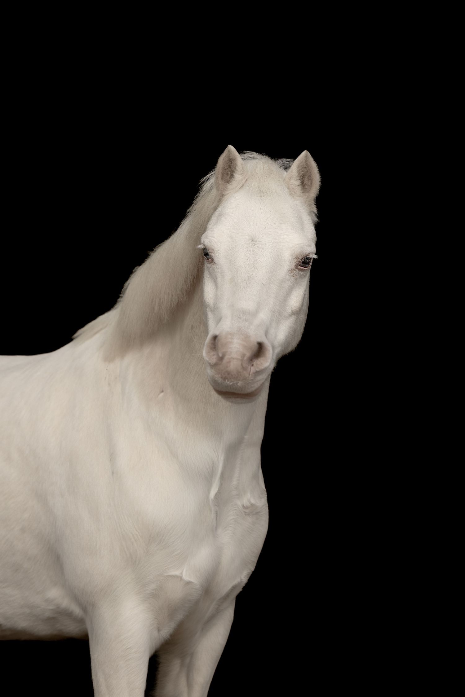 paardenfotografie, dierenliefde, natuur, heide, bos, Dierenliefde