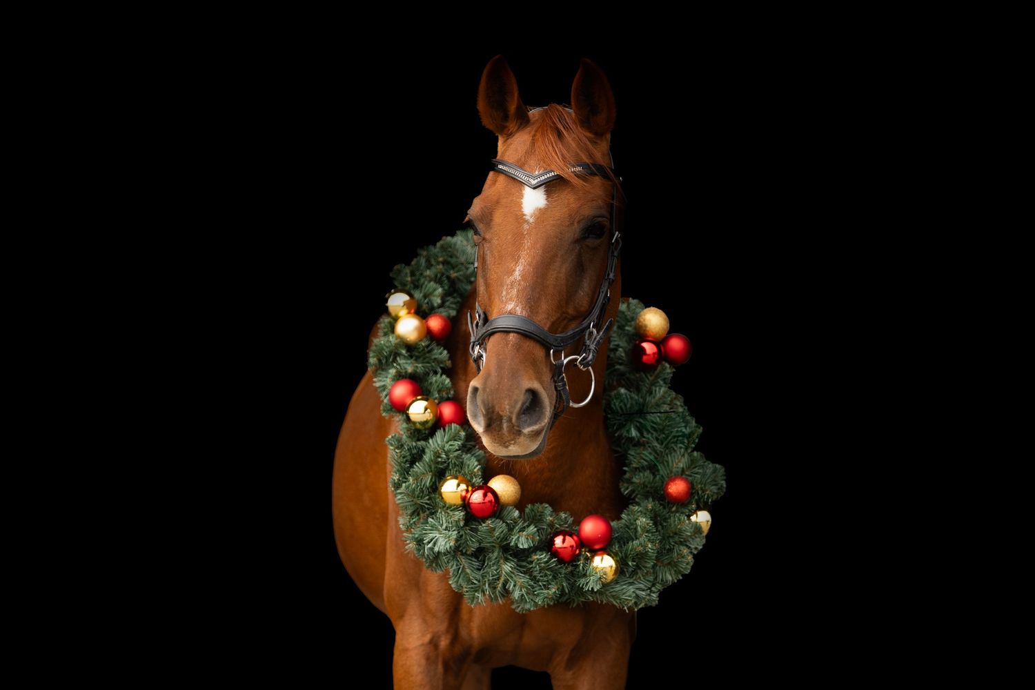 paardenfotografie, dierenliefde, natuur, heide, bos, Dierenliefde, Blackfoto´s