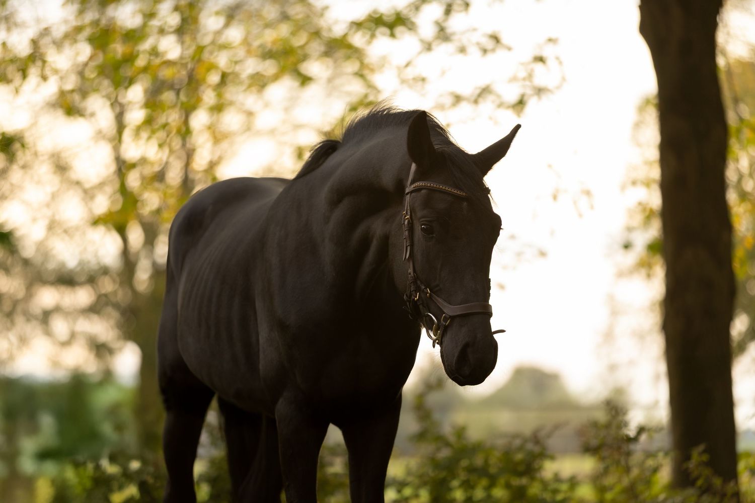 paardenfotografie, dierenliefde, natuur, heide, bos
