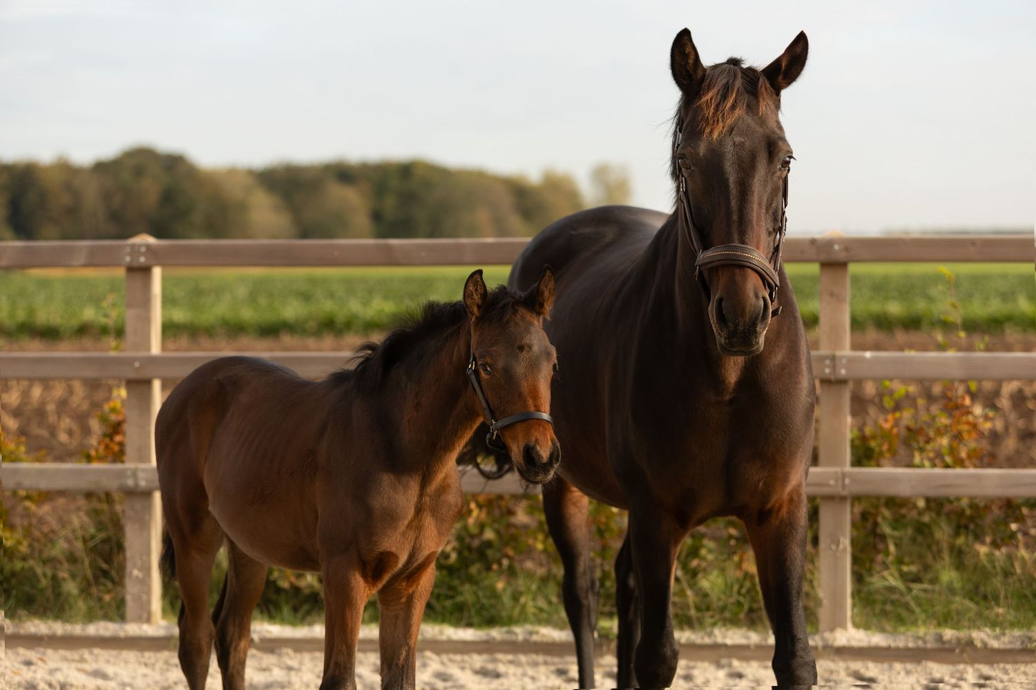 paardenfotografie, dierenliefde, natuur, heide, bos, Dierenliefde, veulen, moederenveulenliefde. oei,ik groei