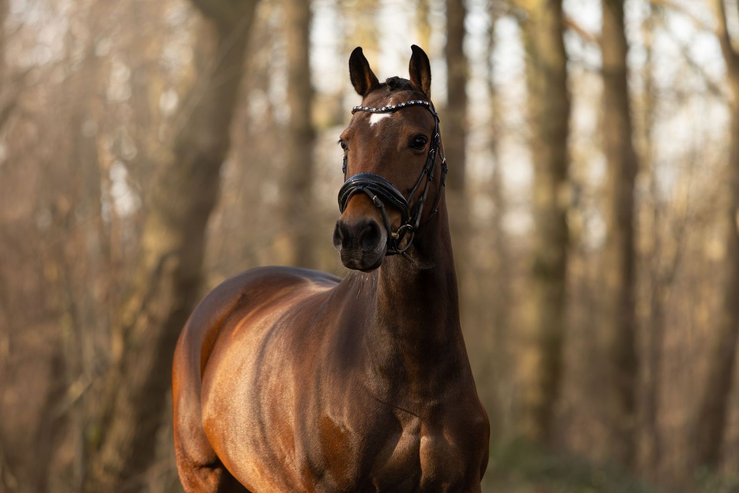 paardenfotografie, dierenliefde, natuur, heide, bos, Dierenliefde