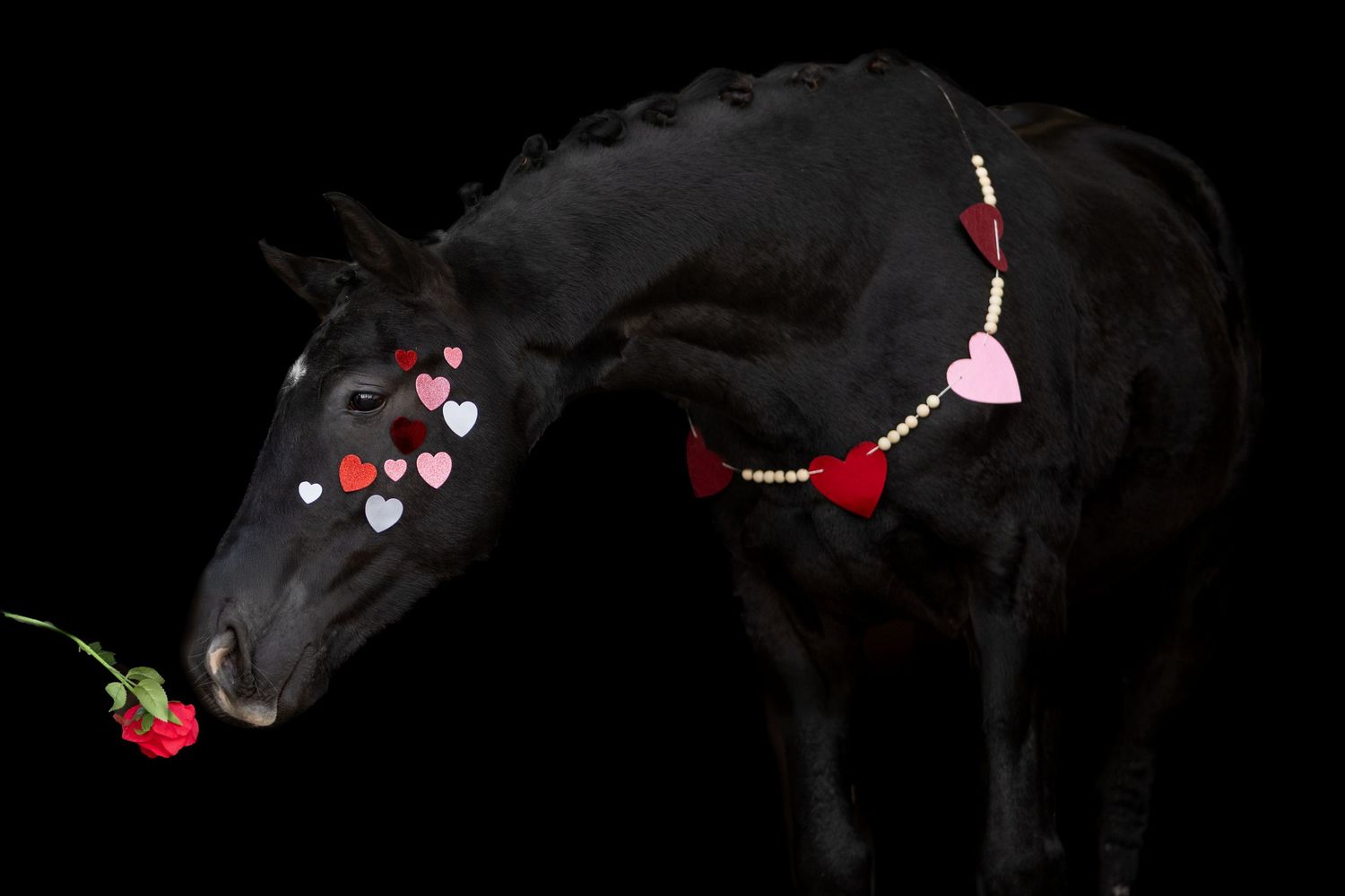 paardenfotografie, dierenliefde, natuur, heide, bos, Dierenliefde