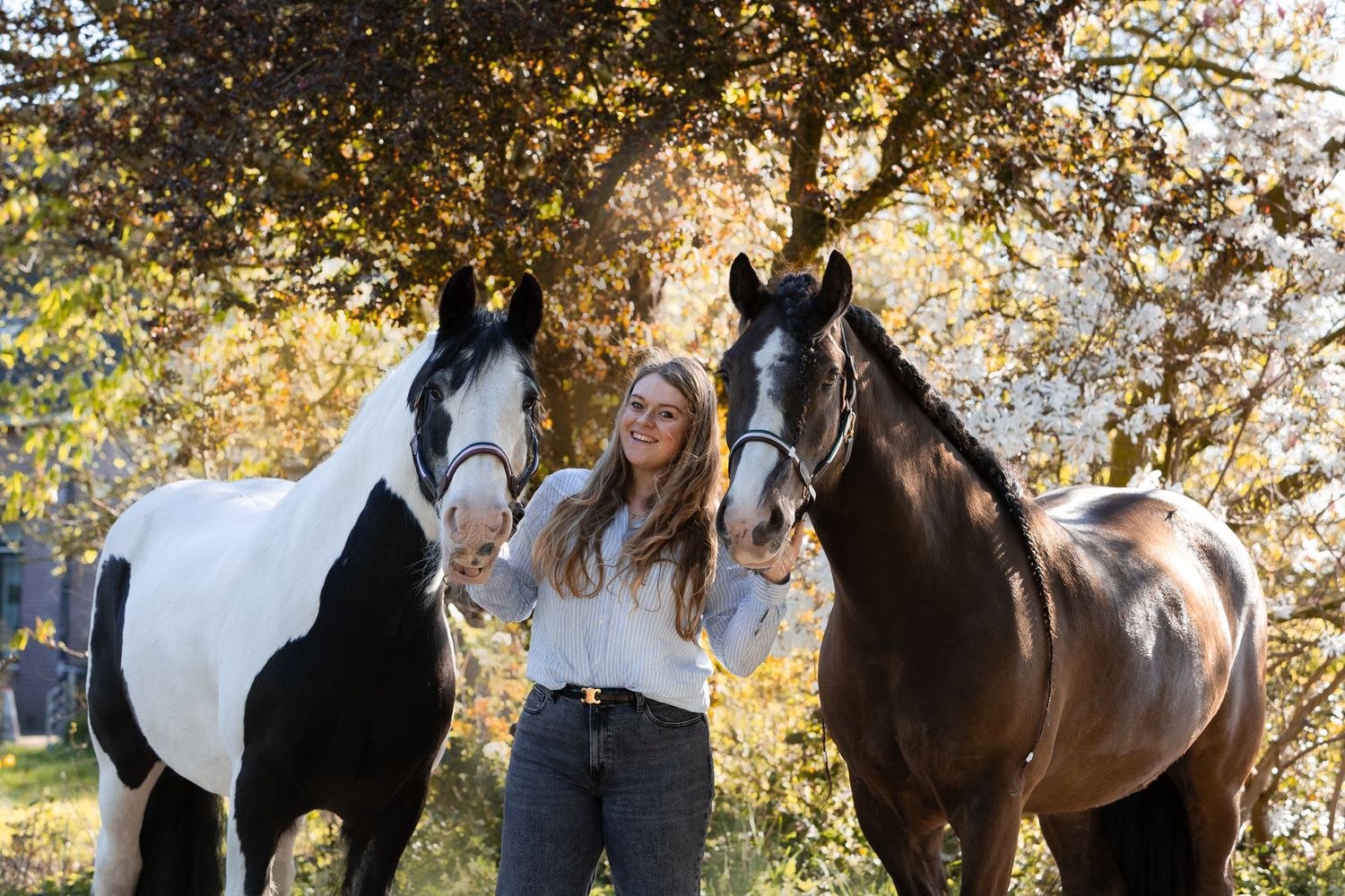 paardenfotografie, dierenliefde, natuur, heide, bos, Dierenliefde