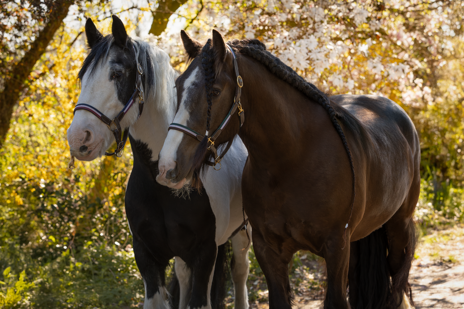 paardenfotografie, dierenliefde, natuur, heide, bos, Dierenliefde