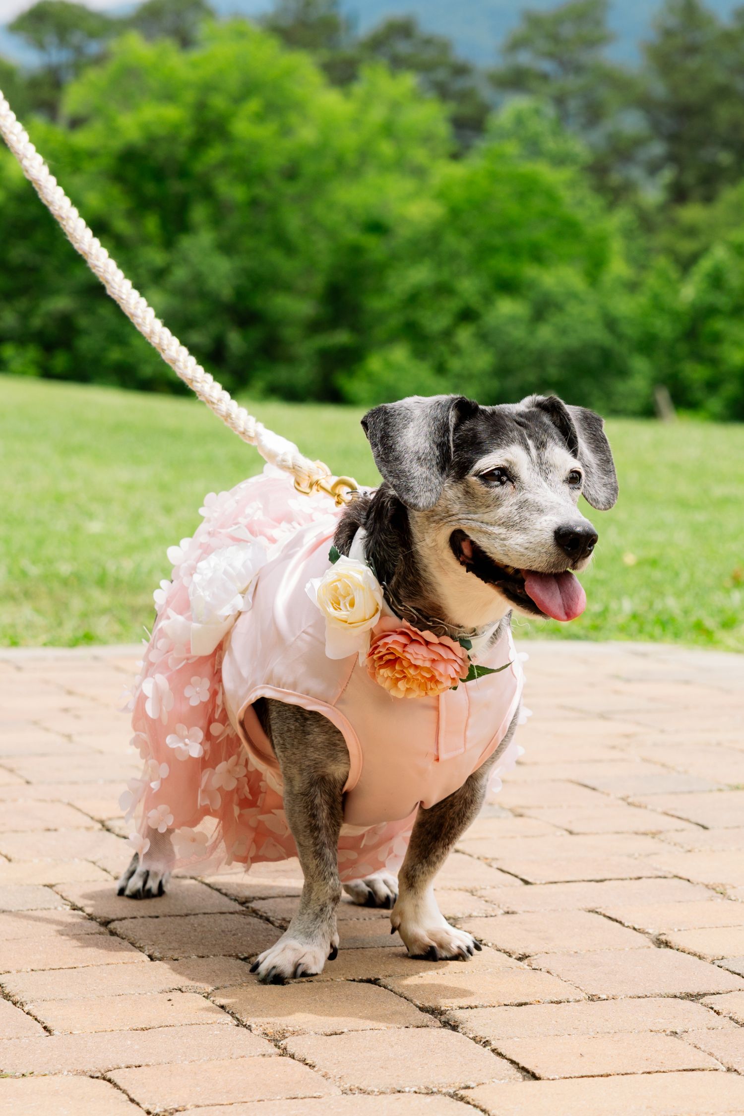 A small black and white dog wearing a pink tutu dress poses playfully on stone pavers in a garden setting.