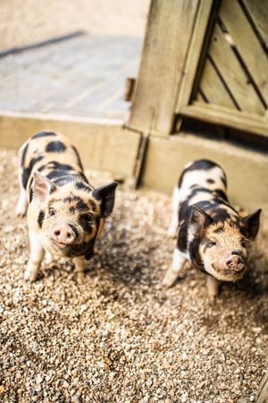 Two spotted kunekune piglets standing on gravel outside wooden barn at farm wedding venue.