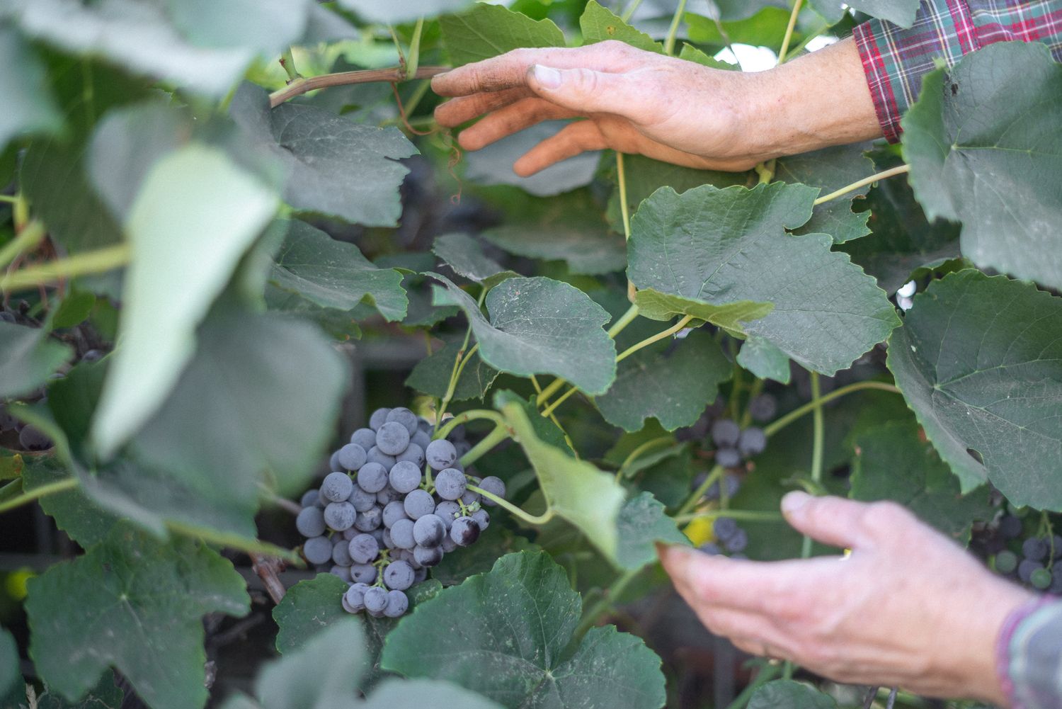 a farmer's hands looking for summer grapes in a commercial photo