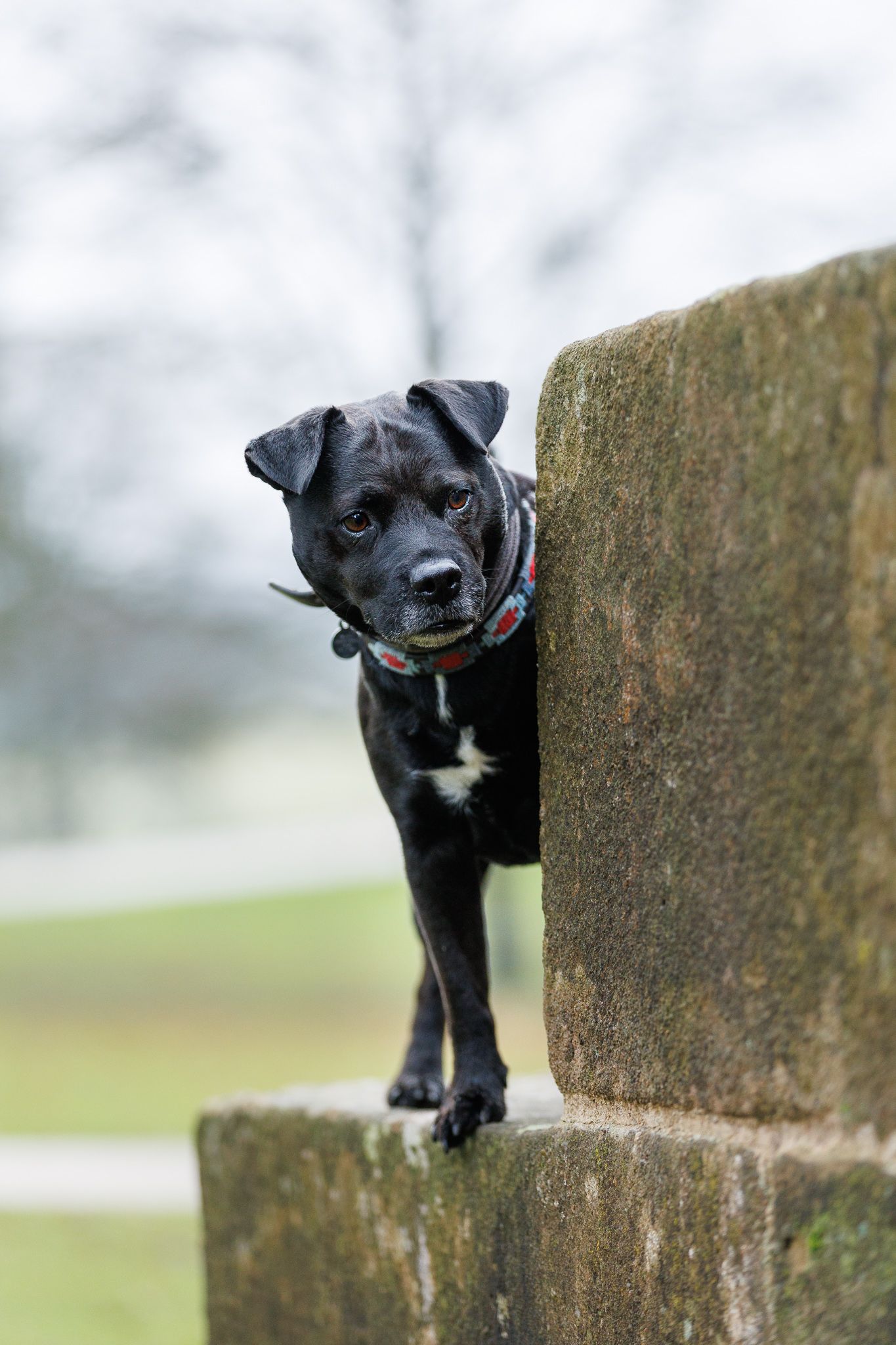 A small black dog peeks playfully over a wooden fence post in a series of progressive shots.