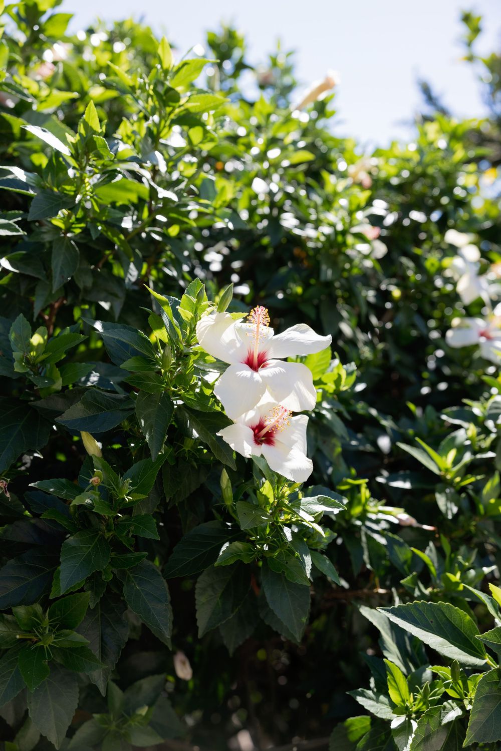 White hibiscus flowers bloom against lush green foliage in a tropical garden setting.