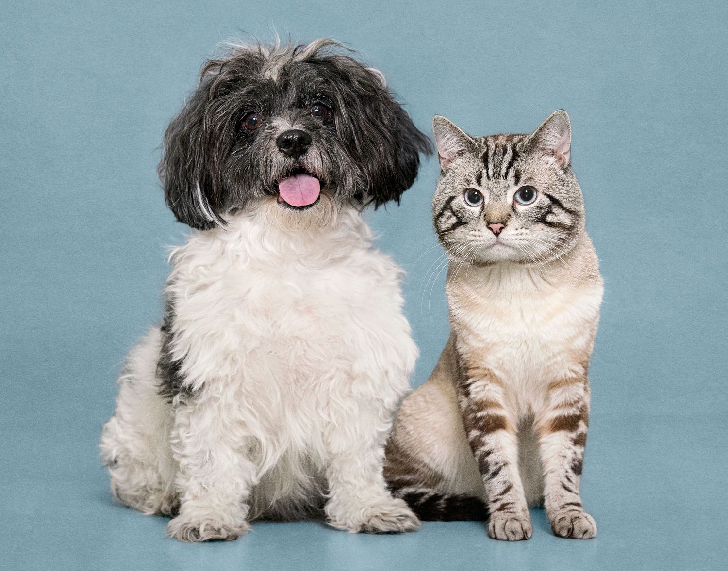 Dog Cat Photographer in Toronto