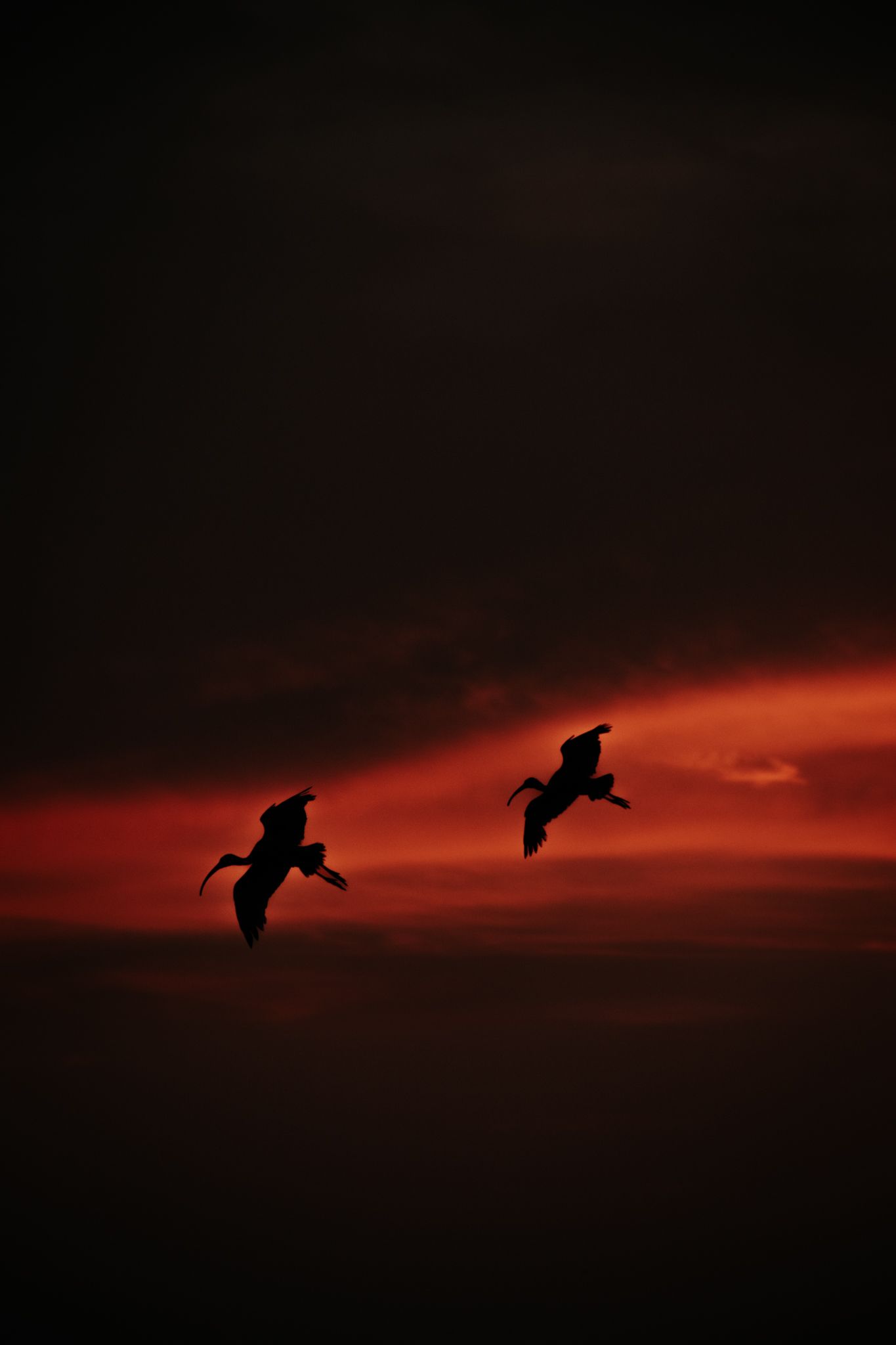 Two birds soar in silhouette against a dramatic red and black sunset sky.