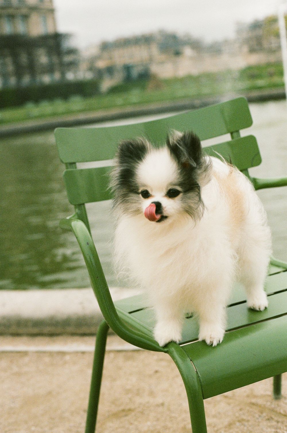 A fluffy white Pomeranian dog with black markings stands on a green metal chair by a waterfront.