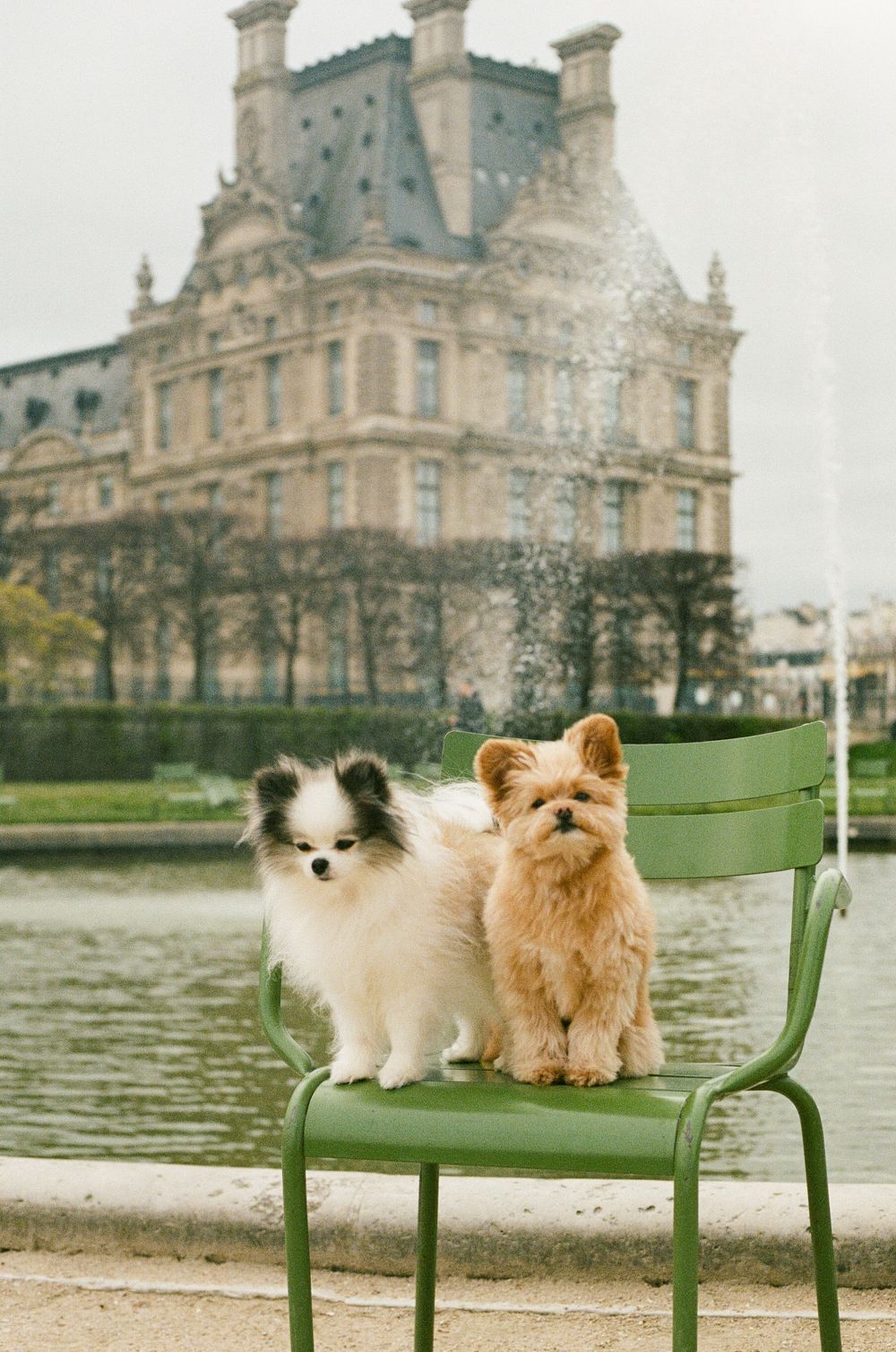 Two small dogs, a white Pomeranian and brown Pomeranian, sit on a green chair in front of the Louvre Palace in Paris.