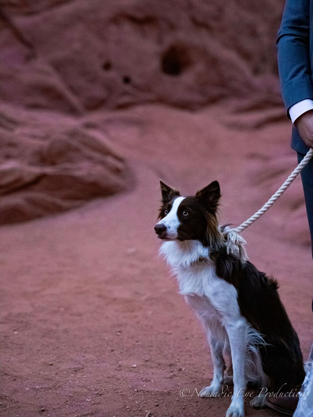 A black and white border collie sits attentively on red rock terrain while on a leash.