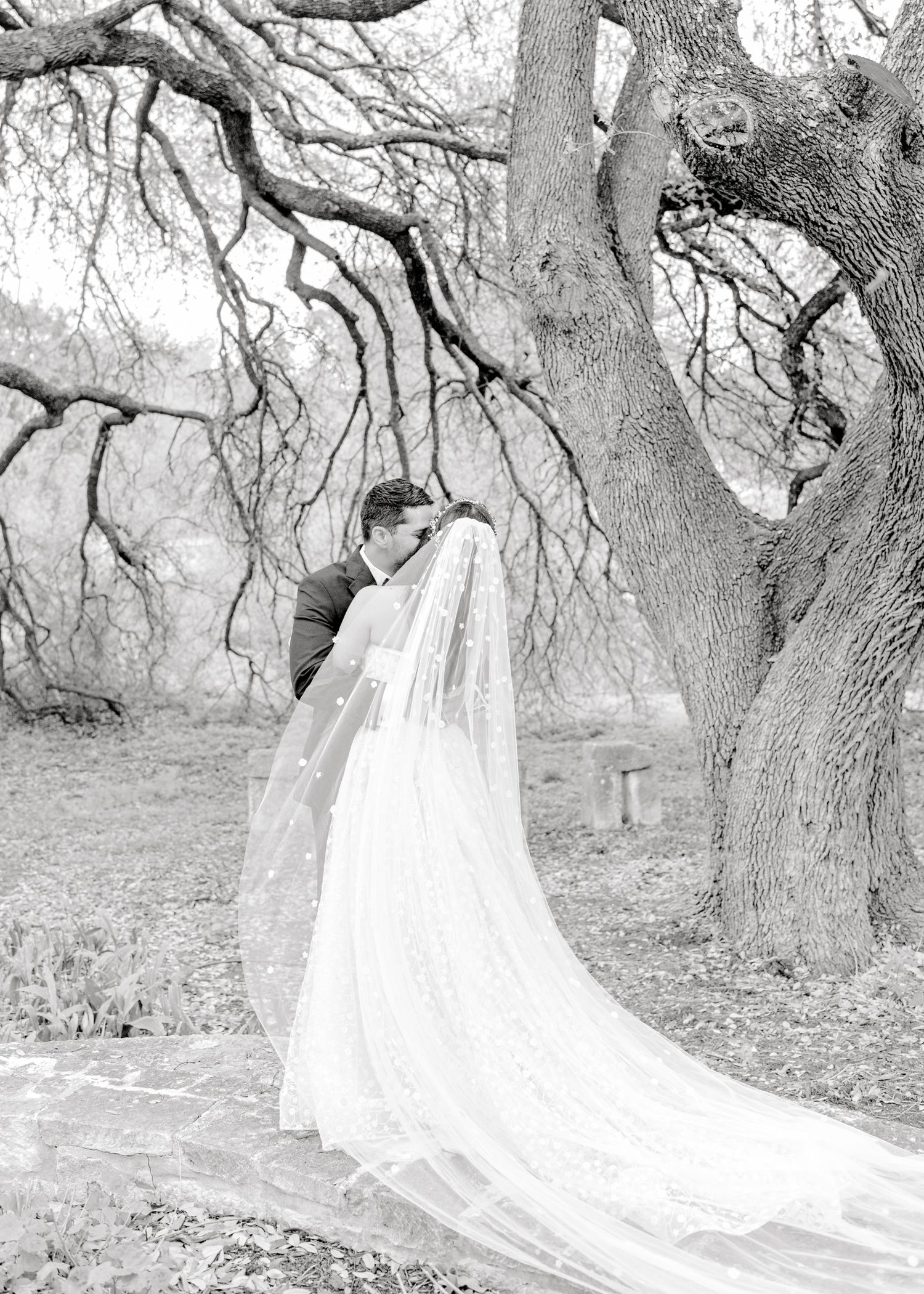 A dramatic black and white photo showing a long flowing bridal veil trailing beneath a large gnarled tree.