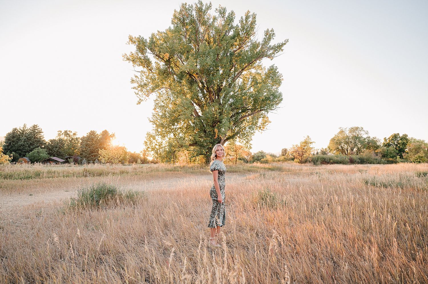Golden sunset illuminates a grassy field with a tall tree silhouetted against the sky during magic hour.