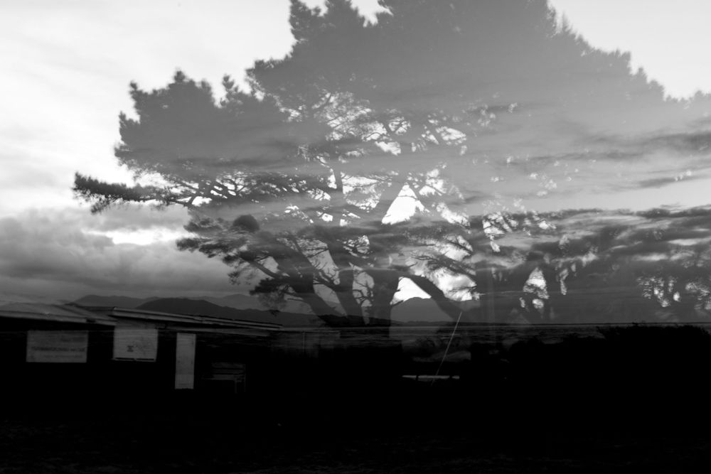 A dramatic black and white silhouette of a cypress tree against a moody sky with buildings in the foreground.