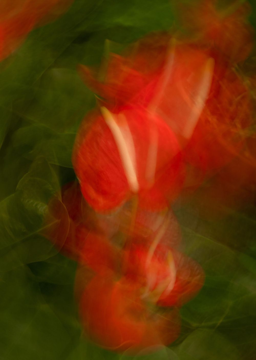 Abstract artistic photograph of red tulips with motion blur creating a dreamy effect against a dark green background.