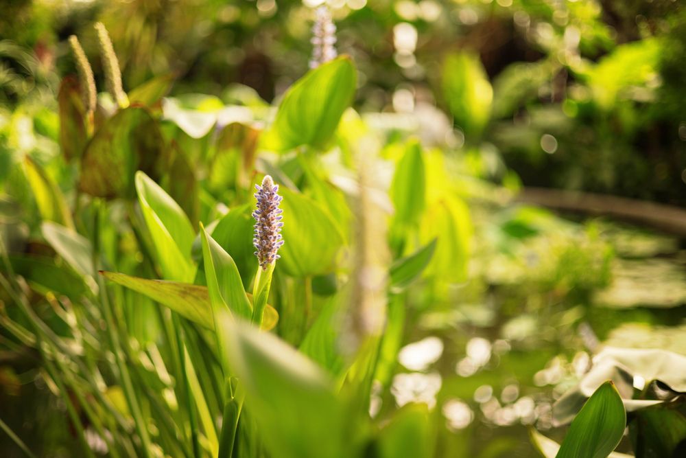 Purple wildflower spike emerges among lush green foliage in a sun-dappled garden setting.
