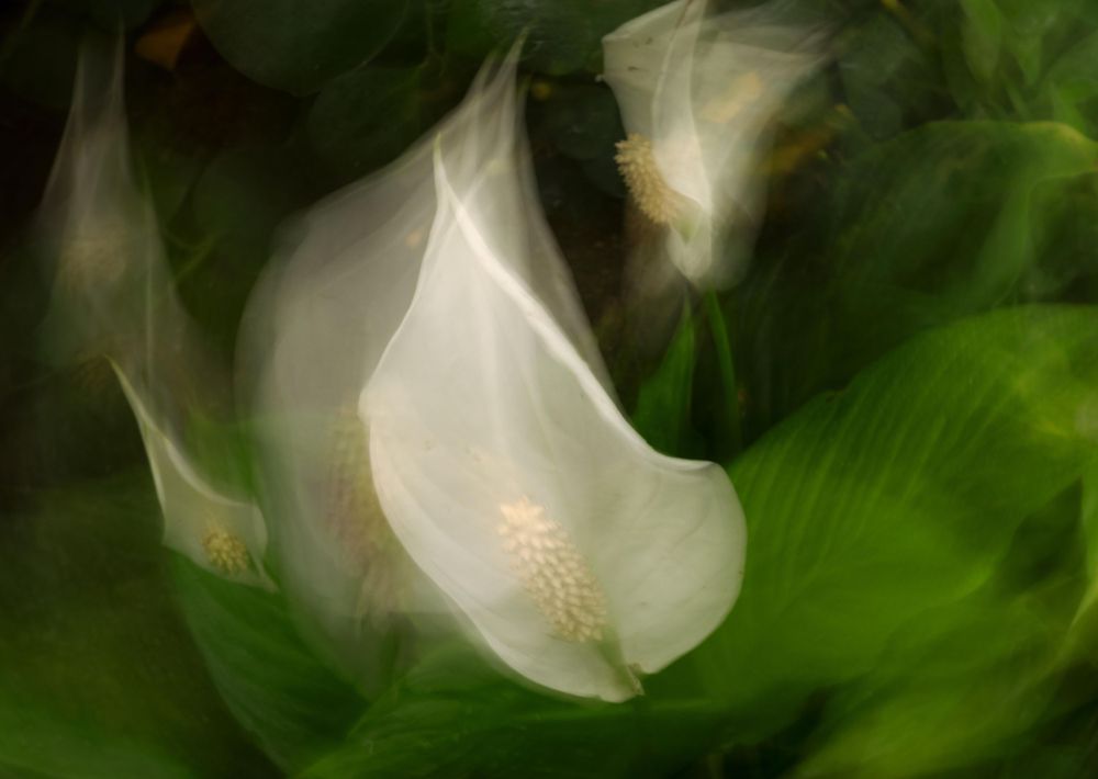 A dreamy white peace lily flower glows ethereally among soft green leaves in a blurred artistic photograph.