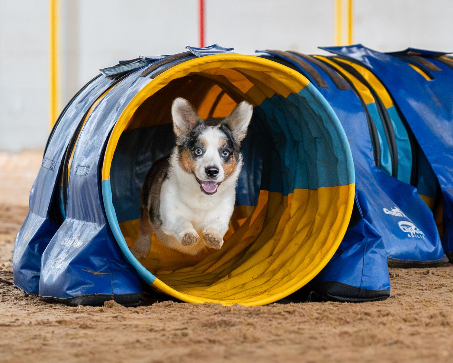 Corgi in tunnel