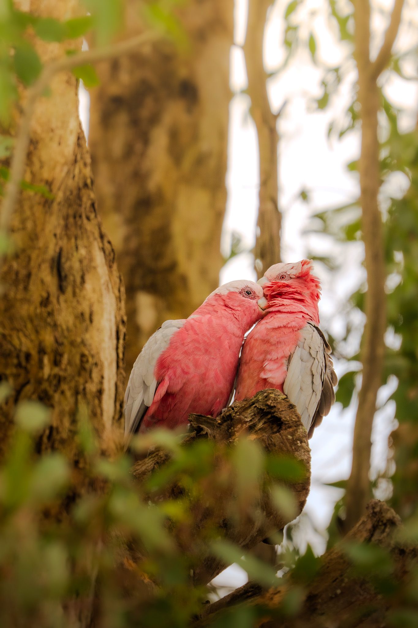 Two pink galah cockatoos huddled together on a tree branch.