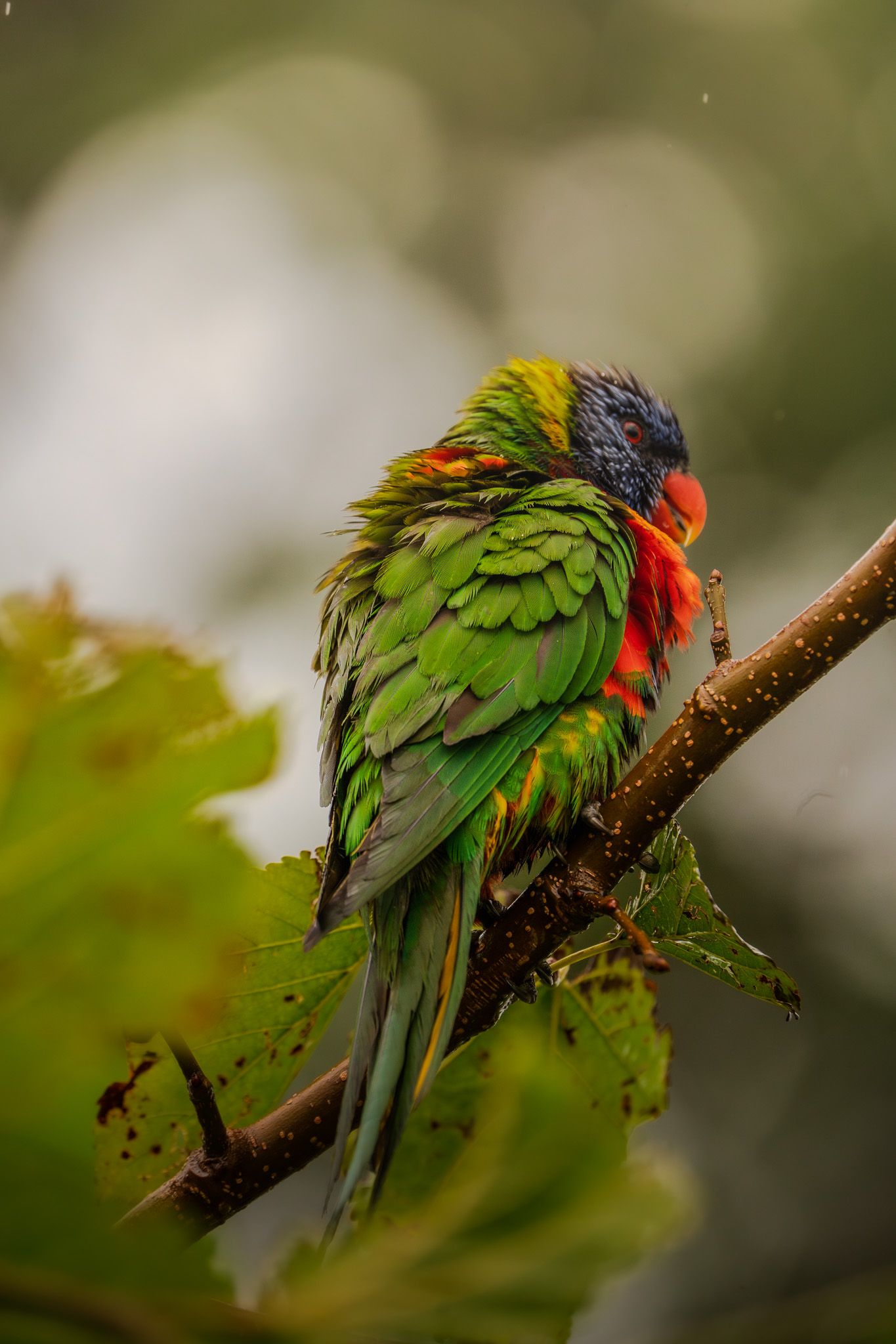 Rainbow lorikeet with vibrant green and red plumage preening on a branch.