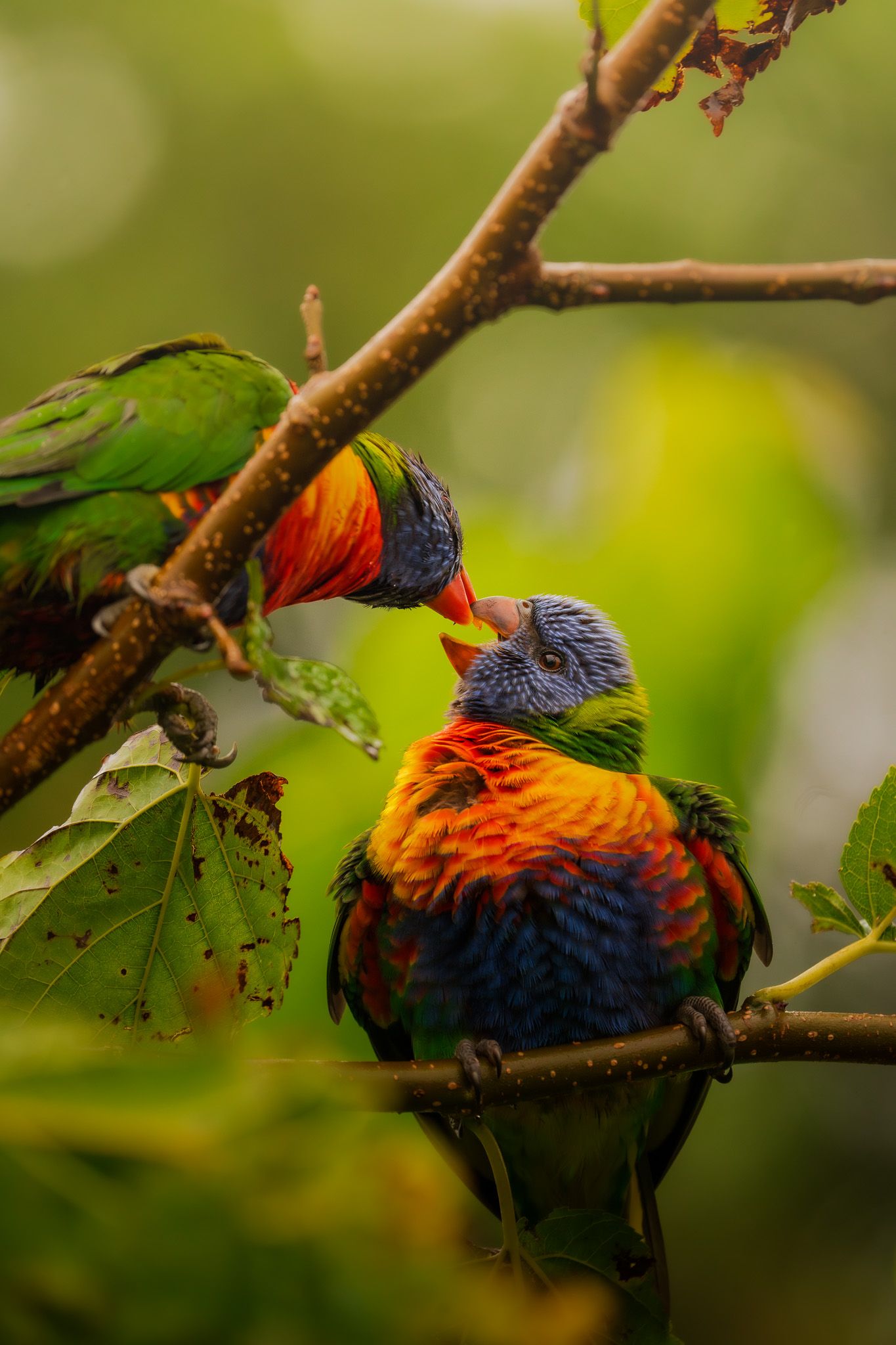 Two colorful rainbow lorikeet parrots perched on a branch exhibiting affectionate behavior.