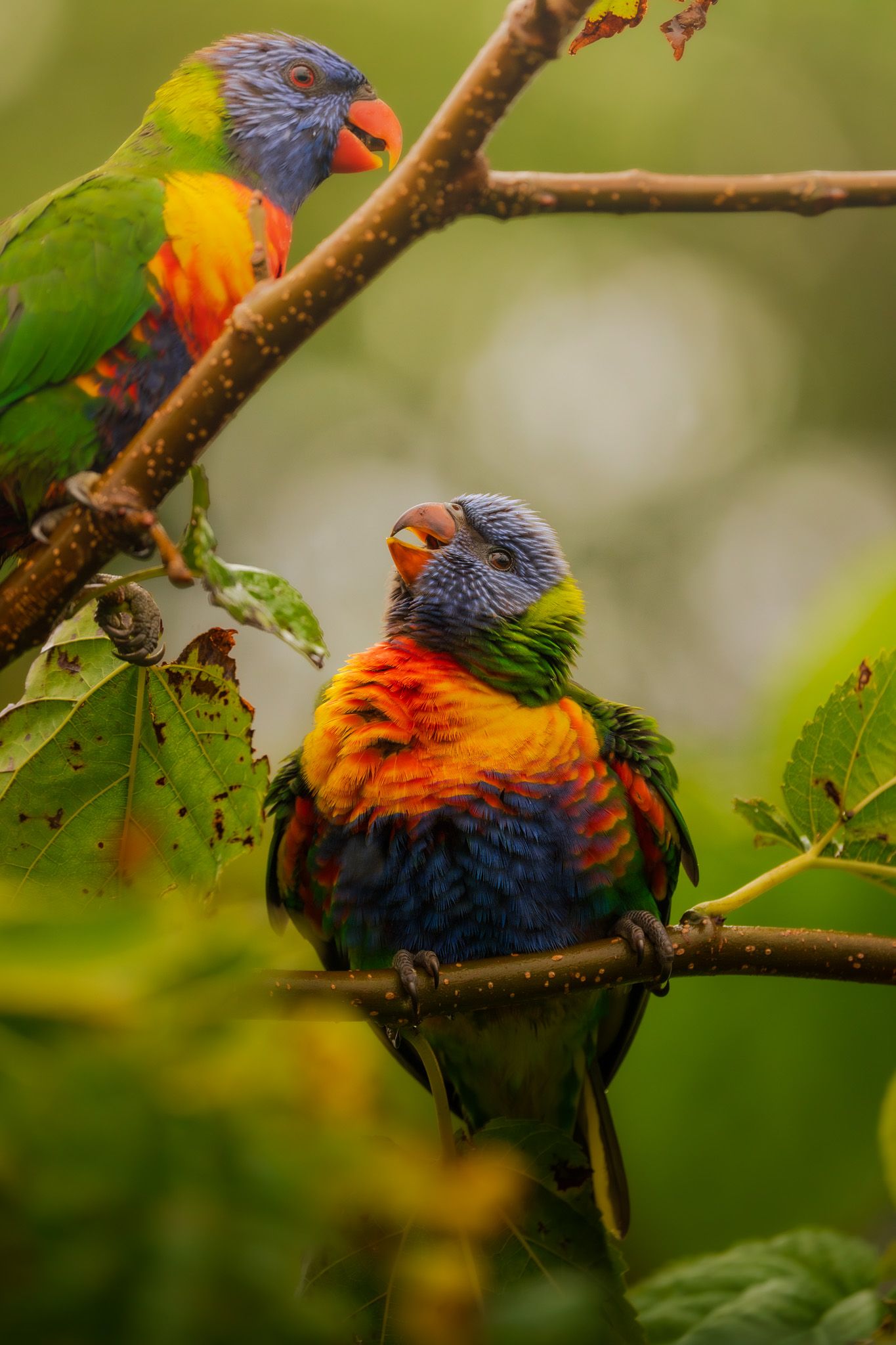 Rainbow lorikeets with vibrant blue, orange, and green feathers interacting on a tree branch.