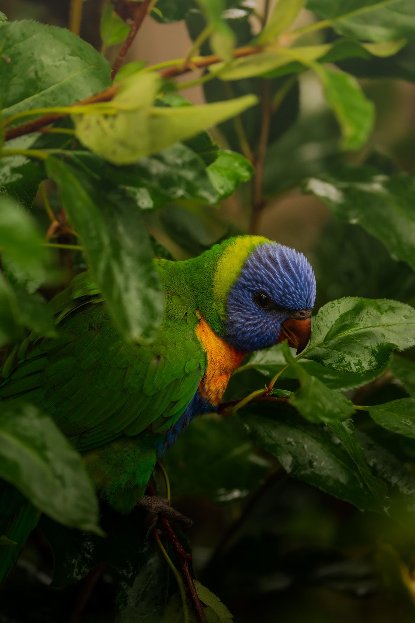 Rainbow lorikeet with bright plumage foraging among green leaves.