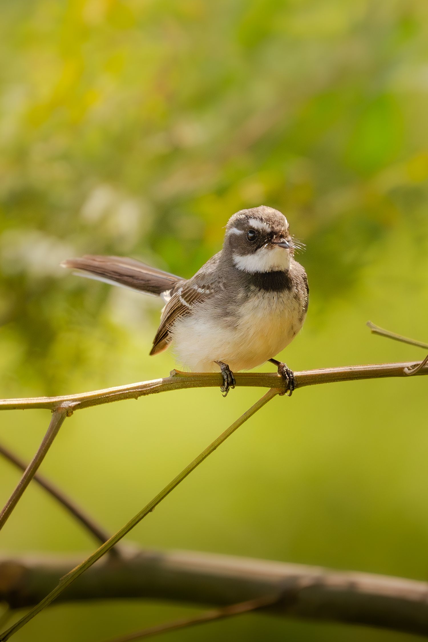 Small grey bird with distinct markings perched on a thin branch against blurred green background.