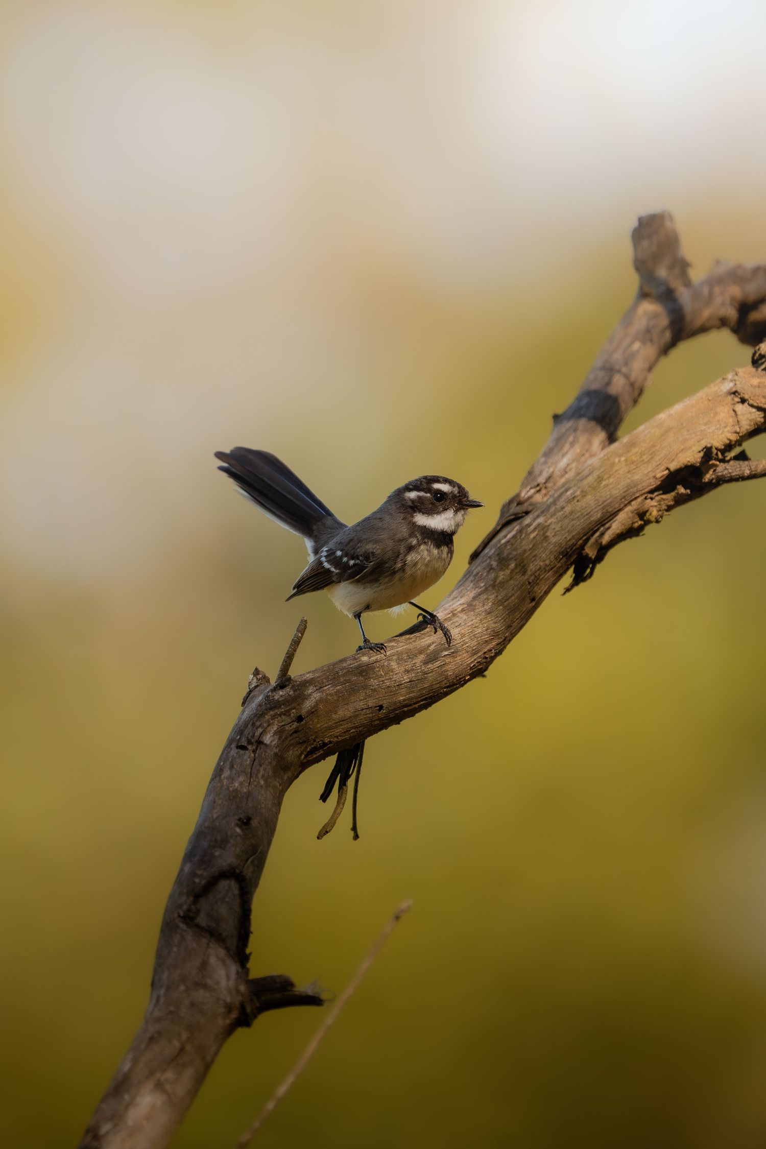 Small songbird balanced on an angled branch against a soft bokeh background.