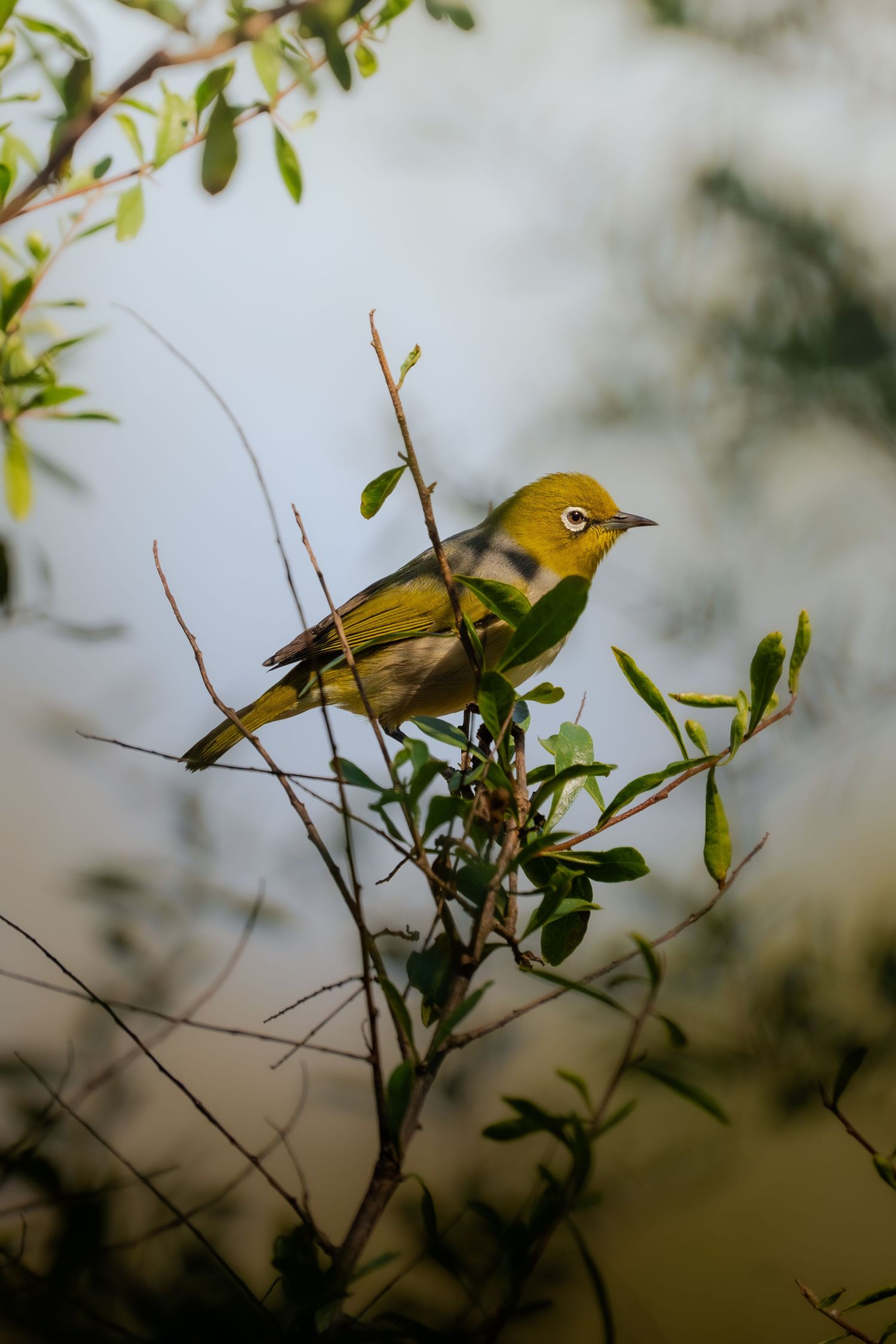 Yellow warbler perched among thin branches and green leaves against a light background.
