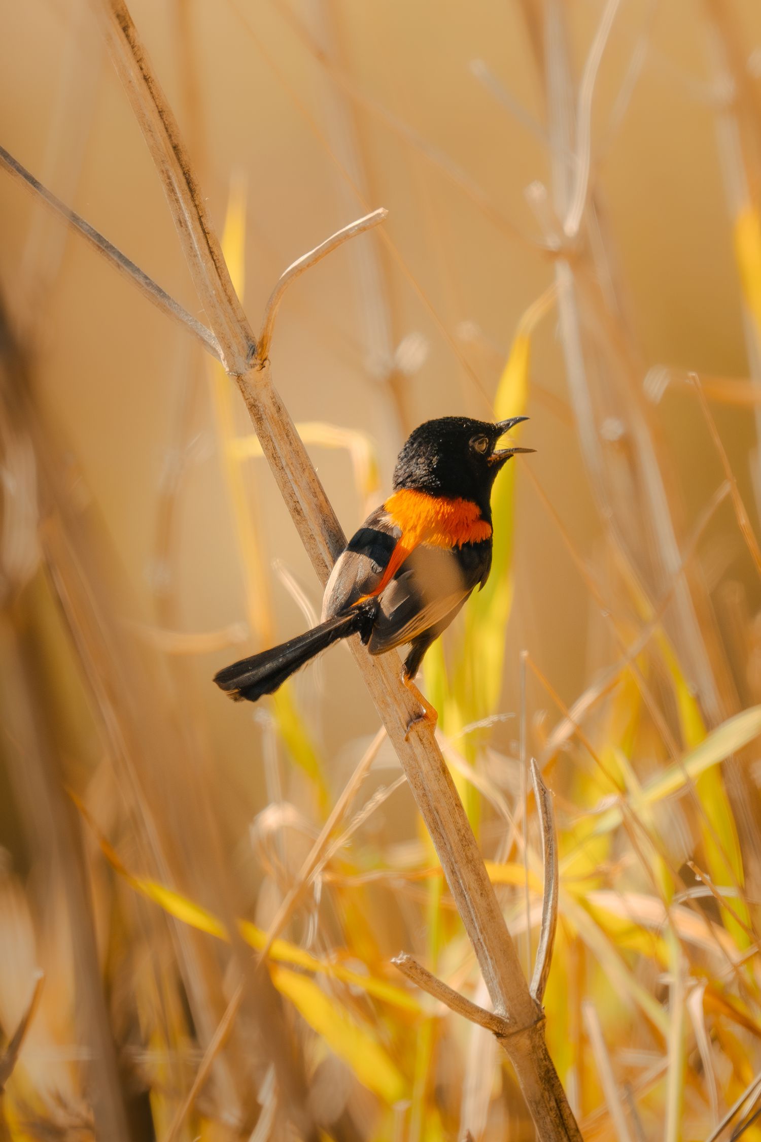 Colorful bird with orange breast and black head singing while perched on a reed in golden light.