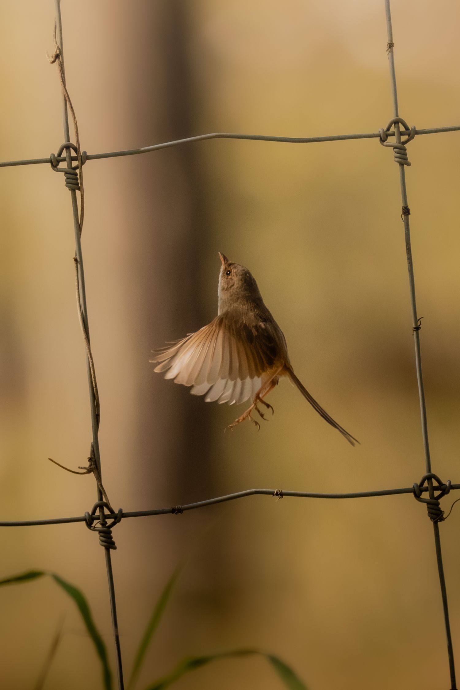 Small bird with spread wings hovering near a wire fence in warm lighting.