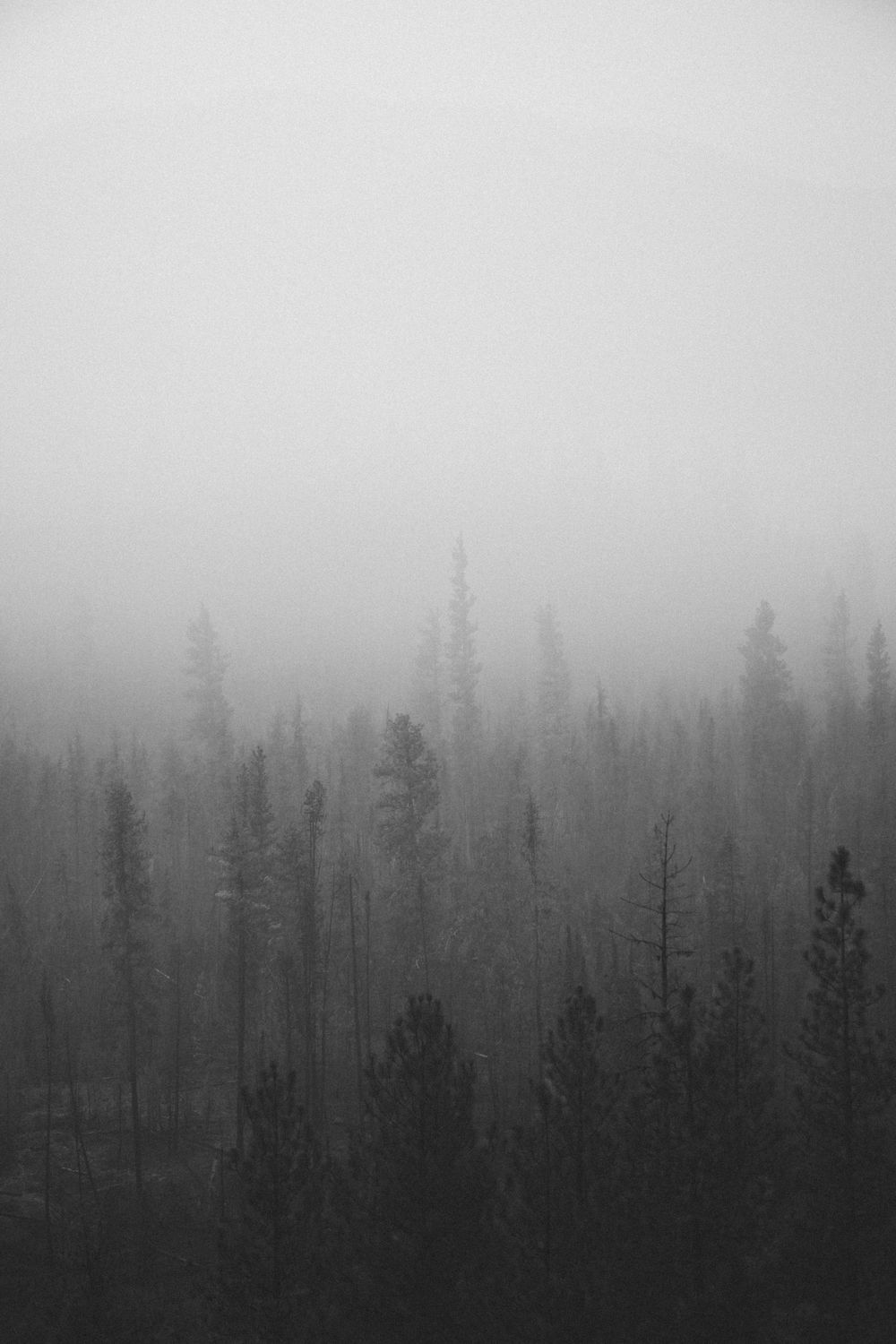 Misty forest landscape with tall evergreen trees shrouded in fog.
