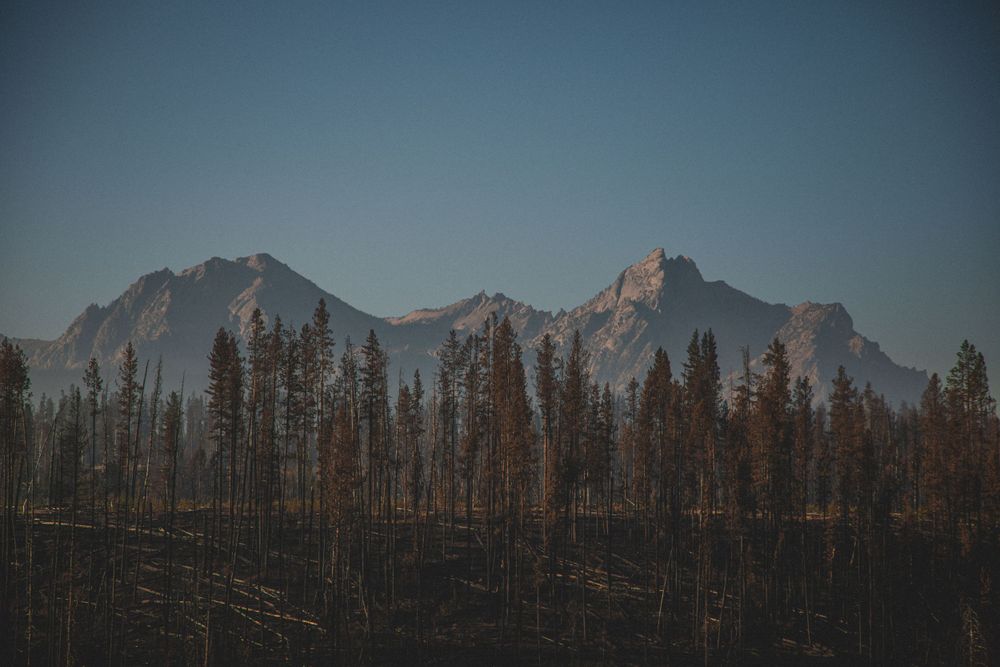 Jagged mountain peaks rising behind a row of dead pine trees at dusk.