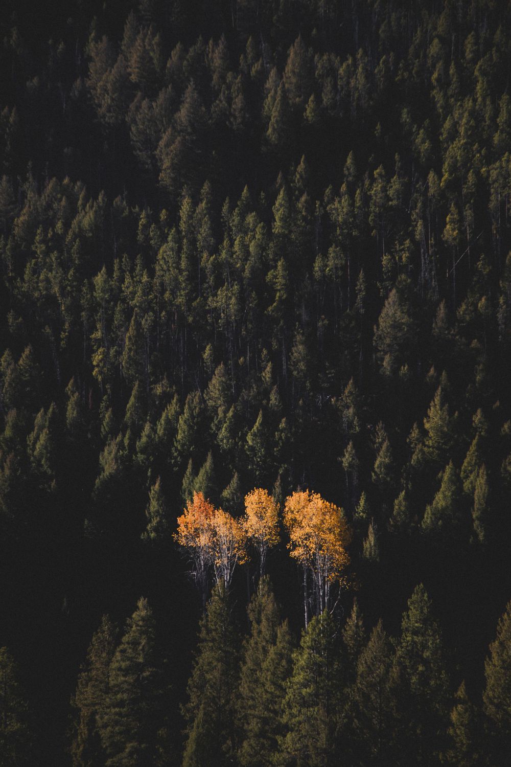 Golden autumn aspens stand out against a dark forest of evergreen trees on a mountainside.