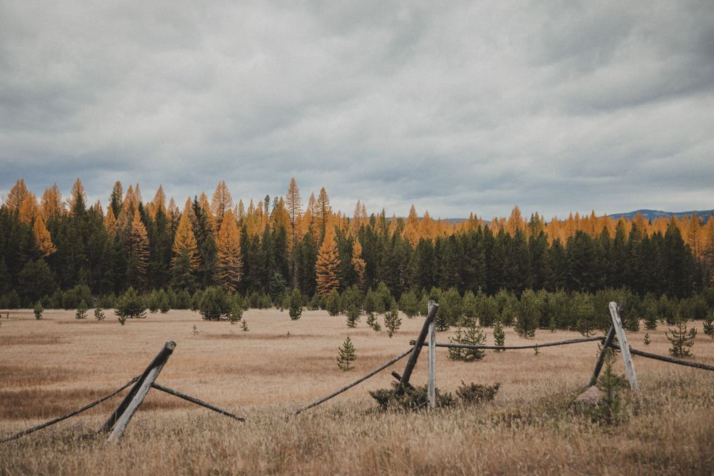 Old wooden fence posts line a dry field with golden pine trees under cloudy skies.