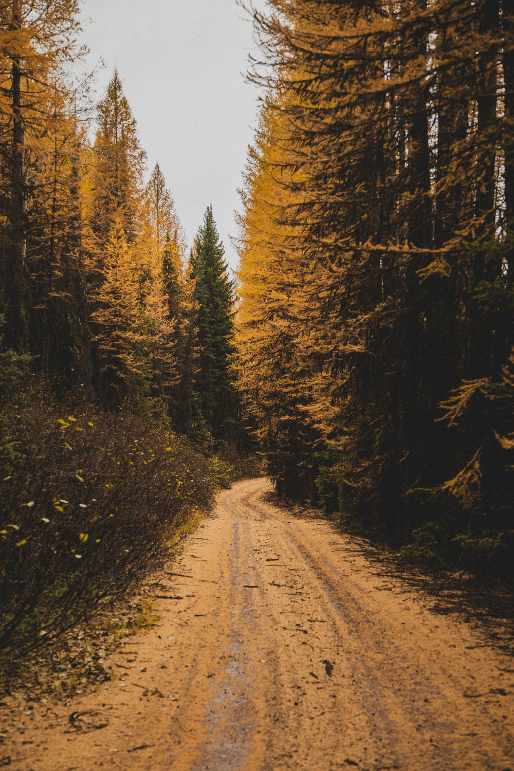 Dirt forest path lined with golden larch trees during autumn season. Seeley Lake. Montana.