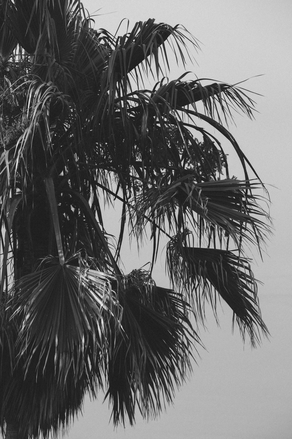 Black and white photograph of palm tree fronds silhouetted against a light sky.