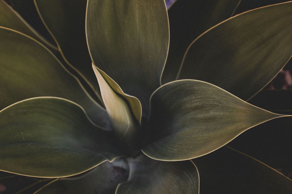 Close-up detail of dark green agave plant leaves with dramatic lighting.