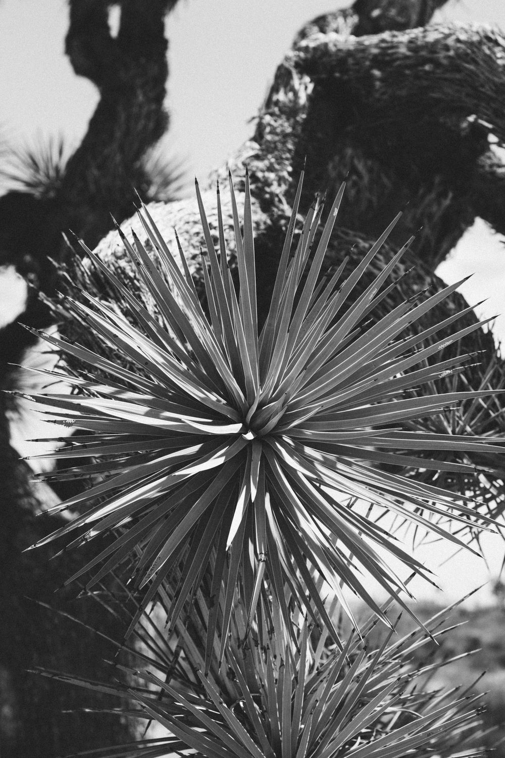 Close-up black and white image of a spiky yucca plant with radiating leaves.