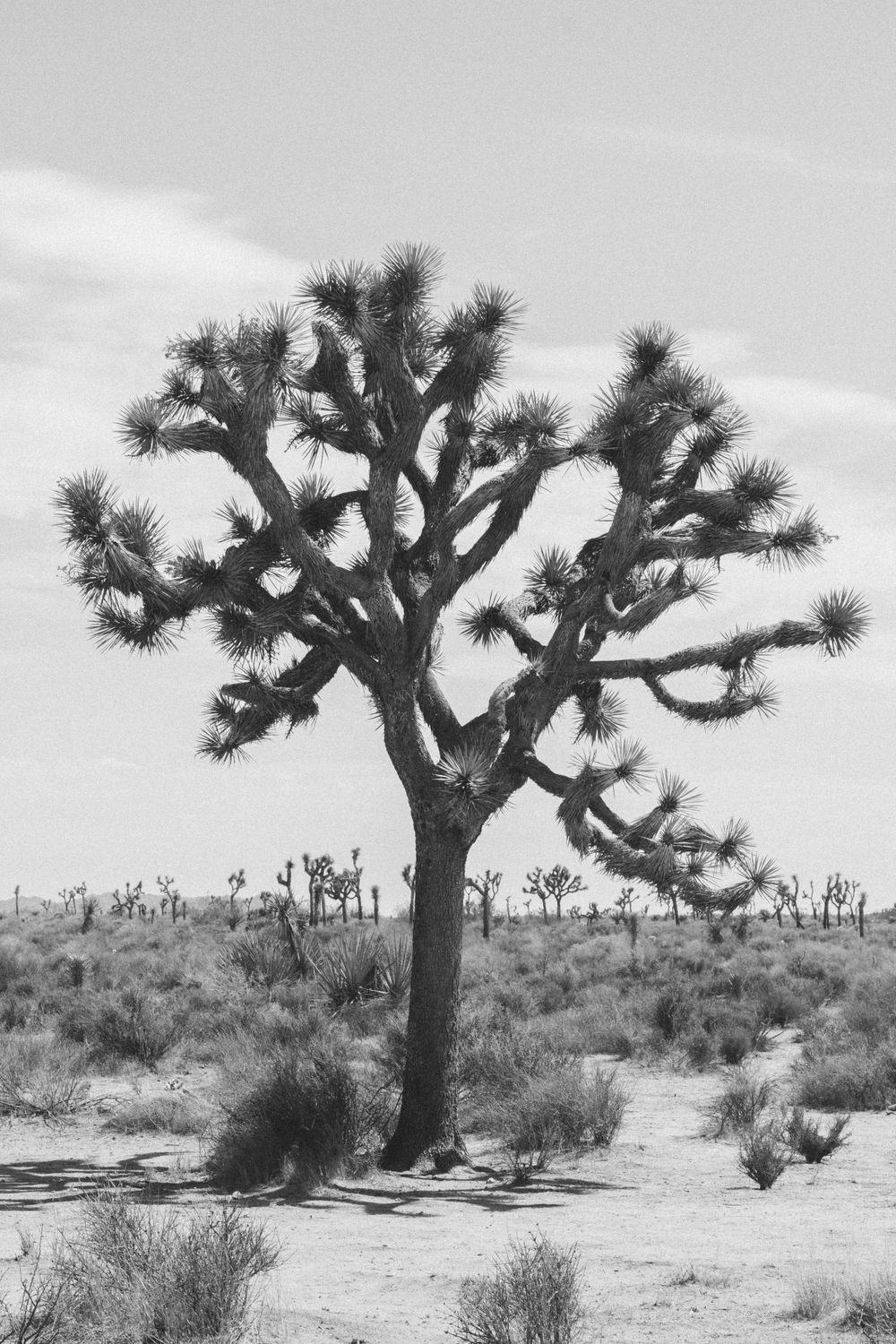 Black and white photo of a lone Joshua tree in a desert landscape.