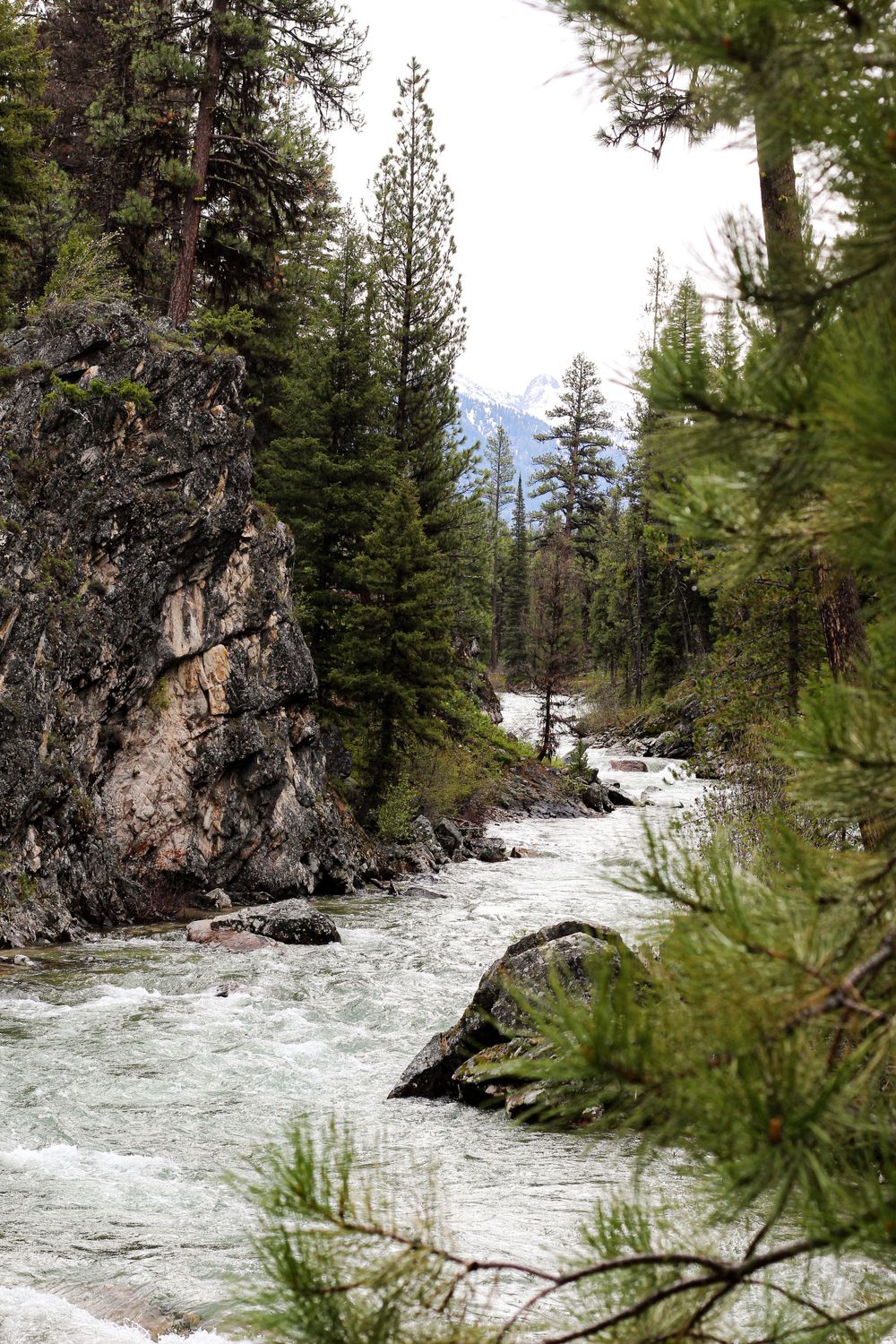 Rocky mountain stream flowing through evergreen forest with snow-capped peaks in the background.