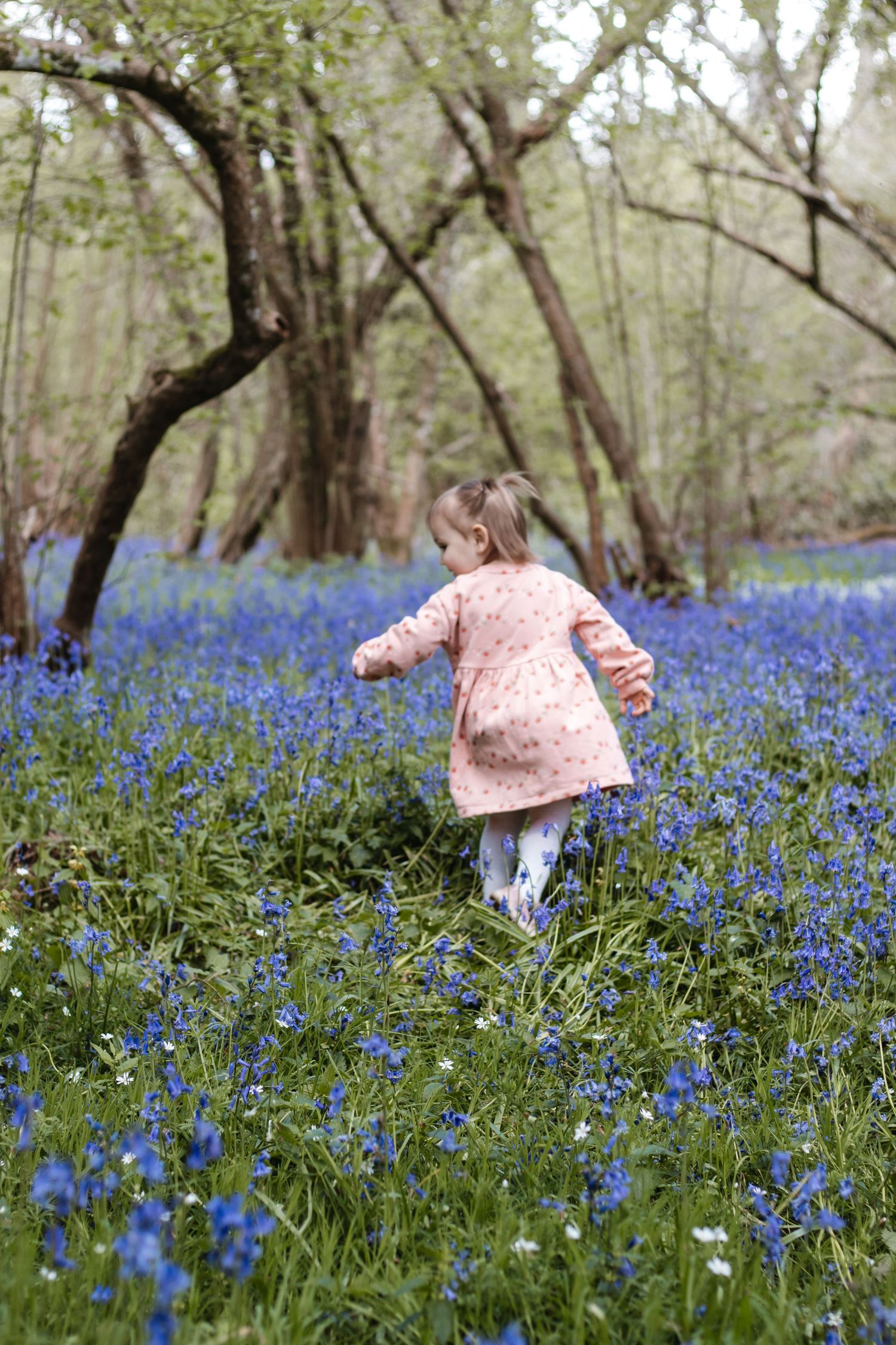 A young girl in a pink dress runs through a bluebell woodland forest floor in spring.