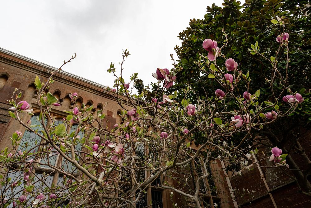 Blossom tree at St Audries Park Wedding venue