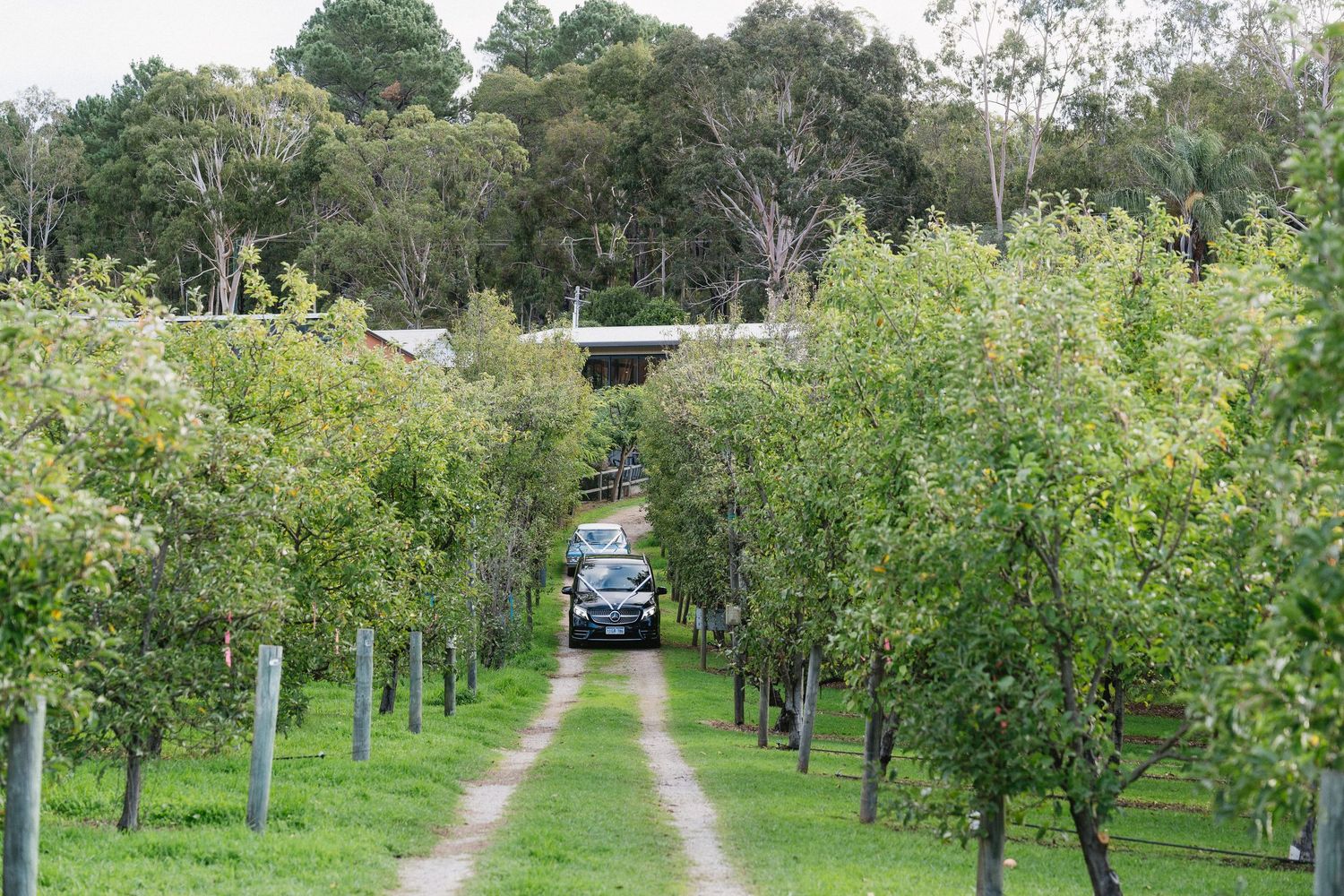 A black car drives along a dirt path flanked by rows of fruit trees leading to a rural property.