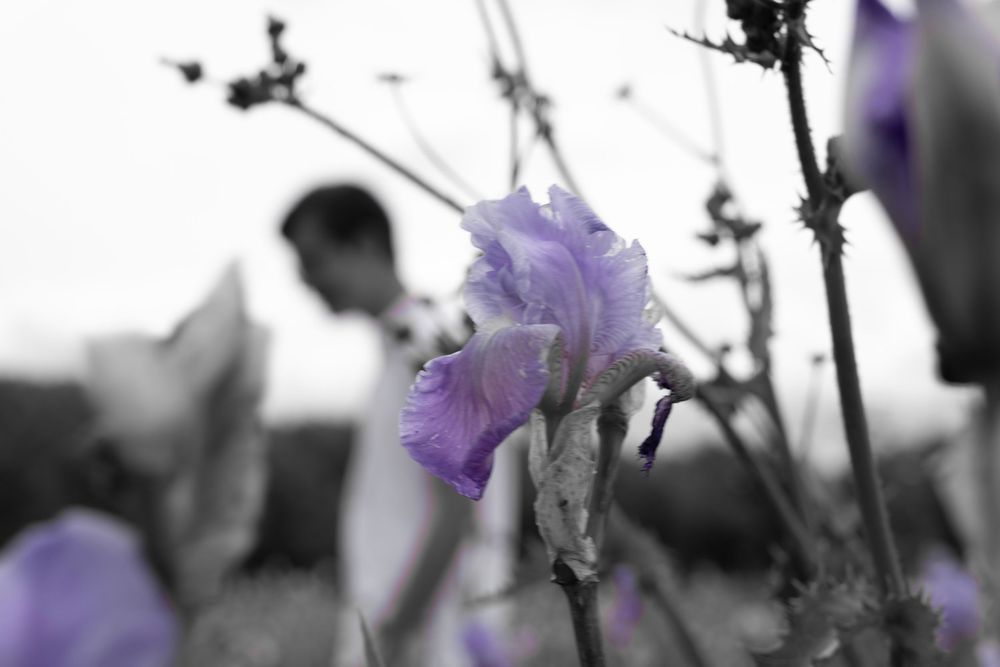 Détail d’iris violet lors d’un shooting photo famille en Provence au pied de la Sainte-Victoire