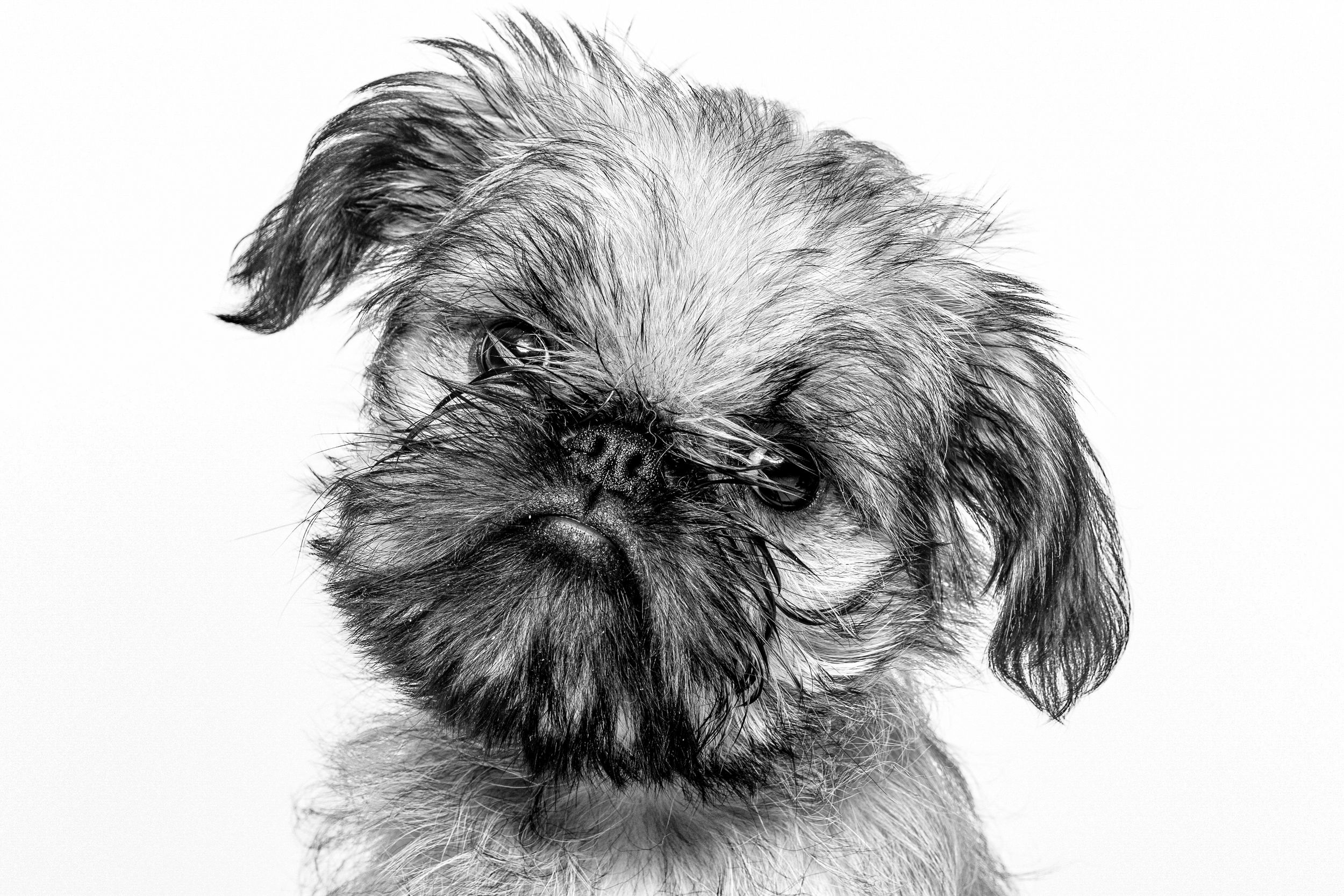 Black and white pencil drawing of a grumpy-looking Brussels Griffon puppy with fluffy fur and expressive dark eyes.